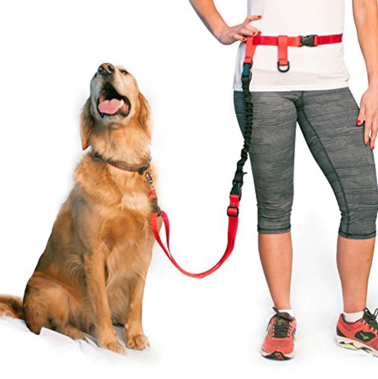How to Manage A Dog from Lunging on Walks
