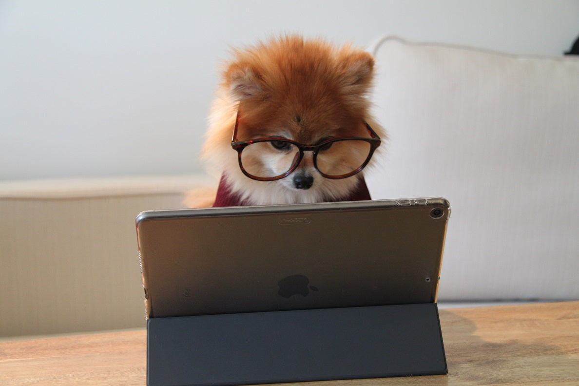 The 4 Best Dog Trainer Academies In America