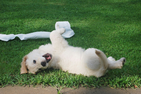 Common Potty Training Mistakes to Avoid with Your Puppy