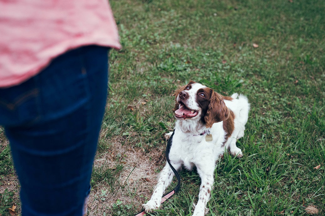 dog training