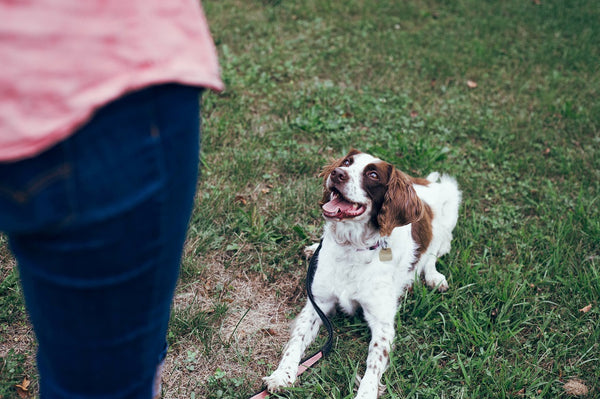 Top 4 Dog Training Tools for Obedience Training