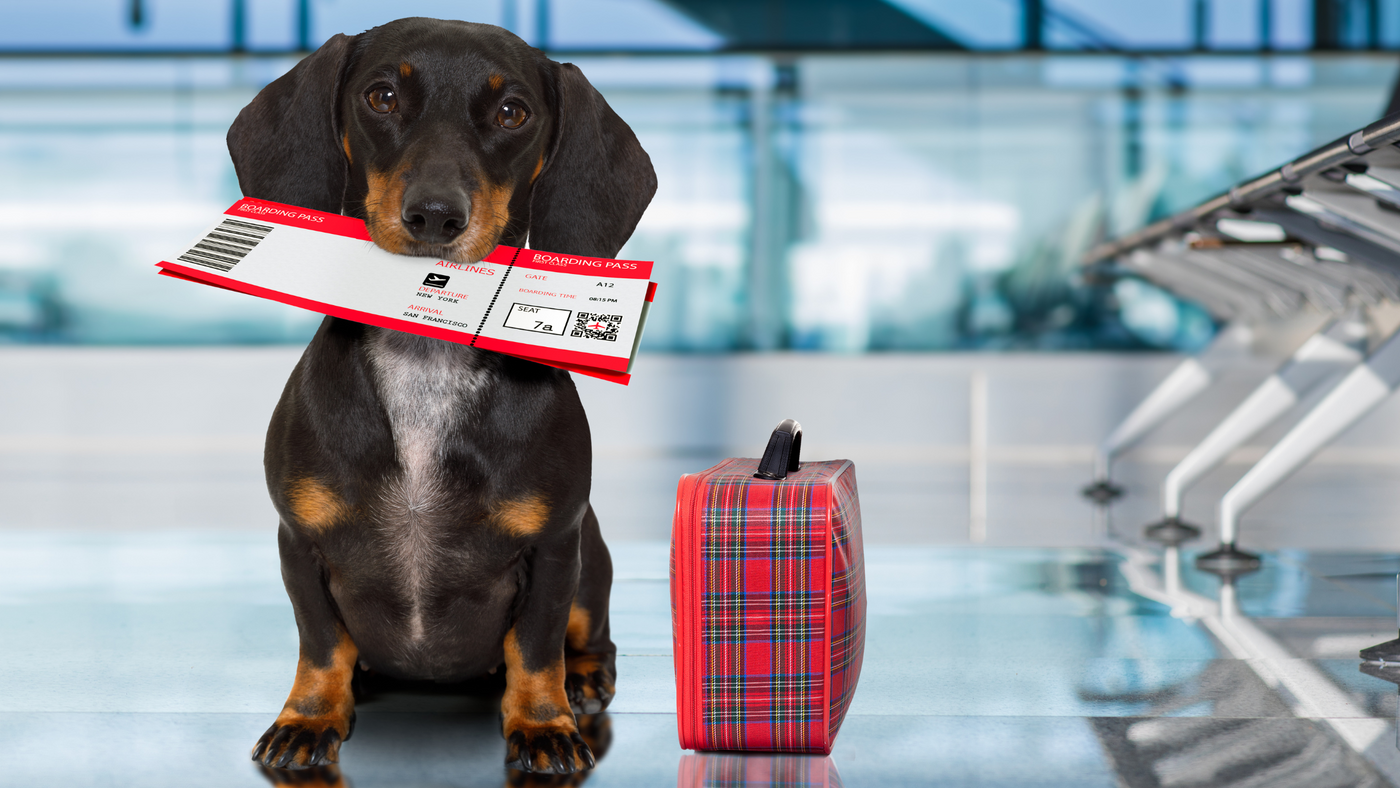 The Ultimate Guide to Transporting Your Dog Overseas: What You Need to Know