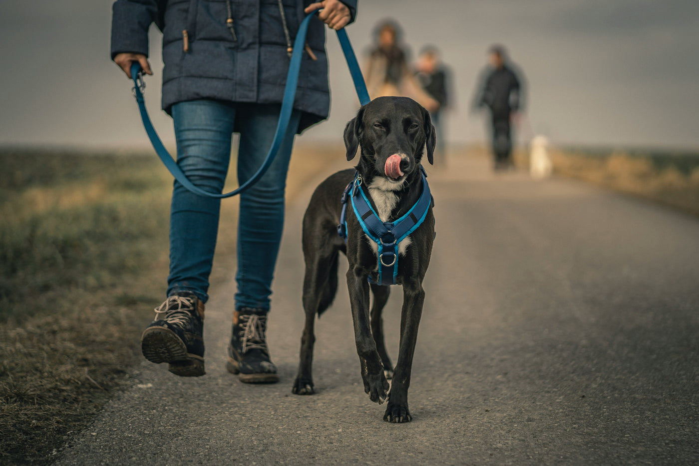 What Science Says About Dogs on Walks: The Leash Effect
