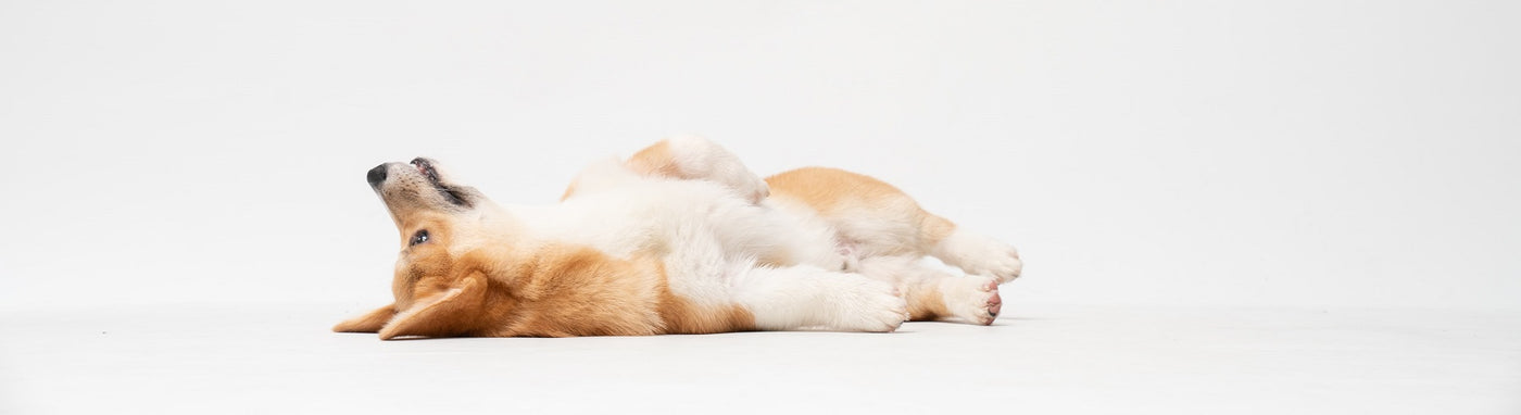 dog play dead, dog tricks, corgi