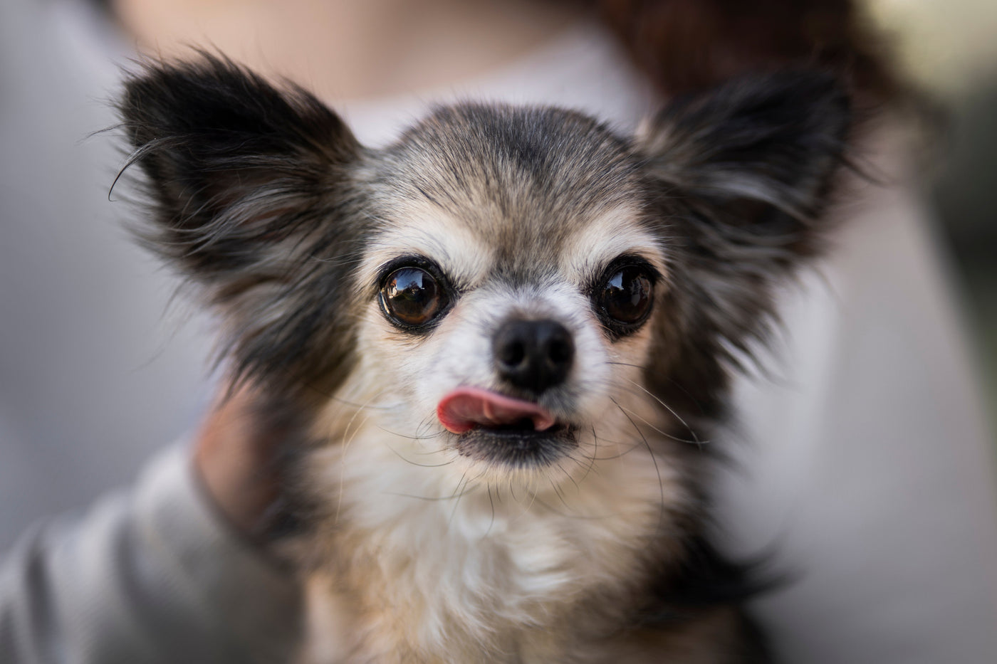 chihuahua image by freepik