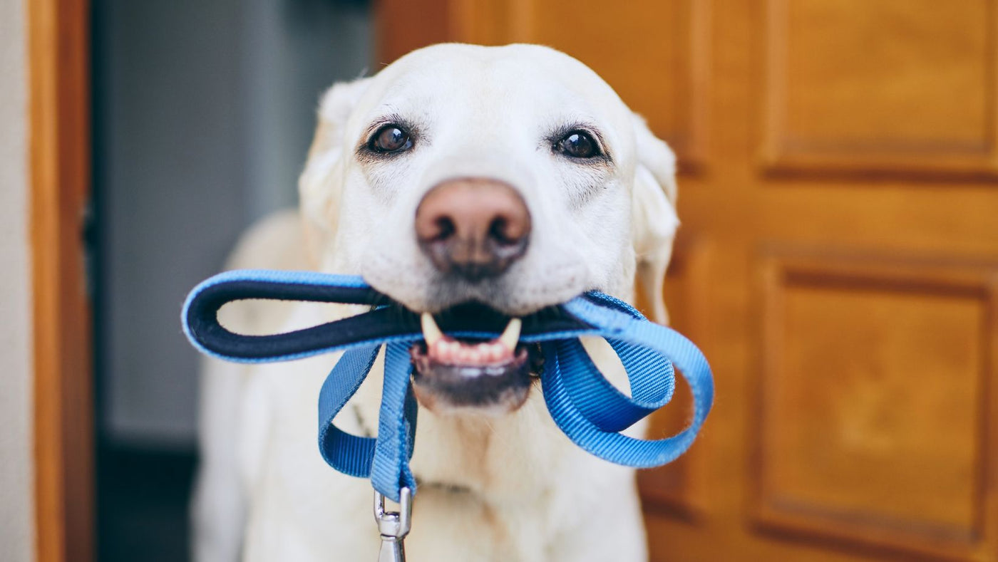 Transitioning to a Hands-Free Leash: Top Tips and Tricks