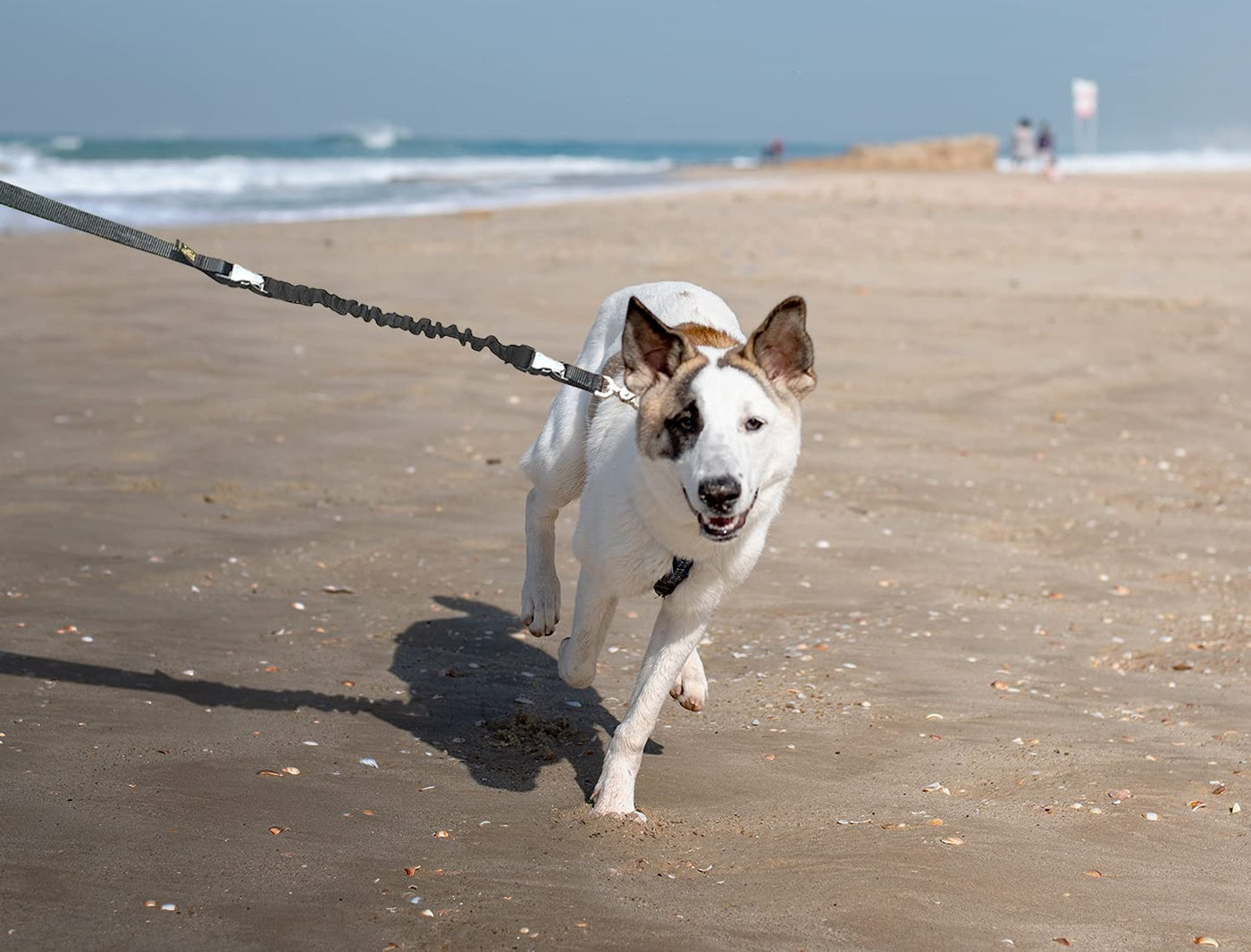 5 Benefits of Owning a Leash With Shock Absorber
