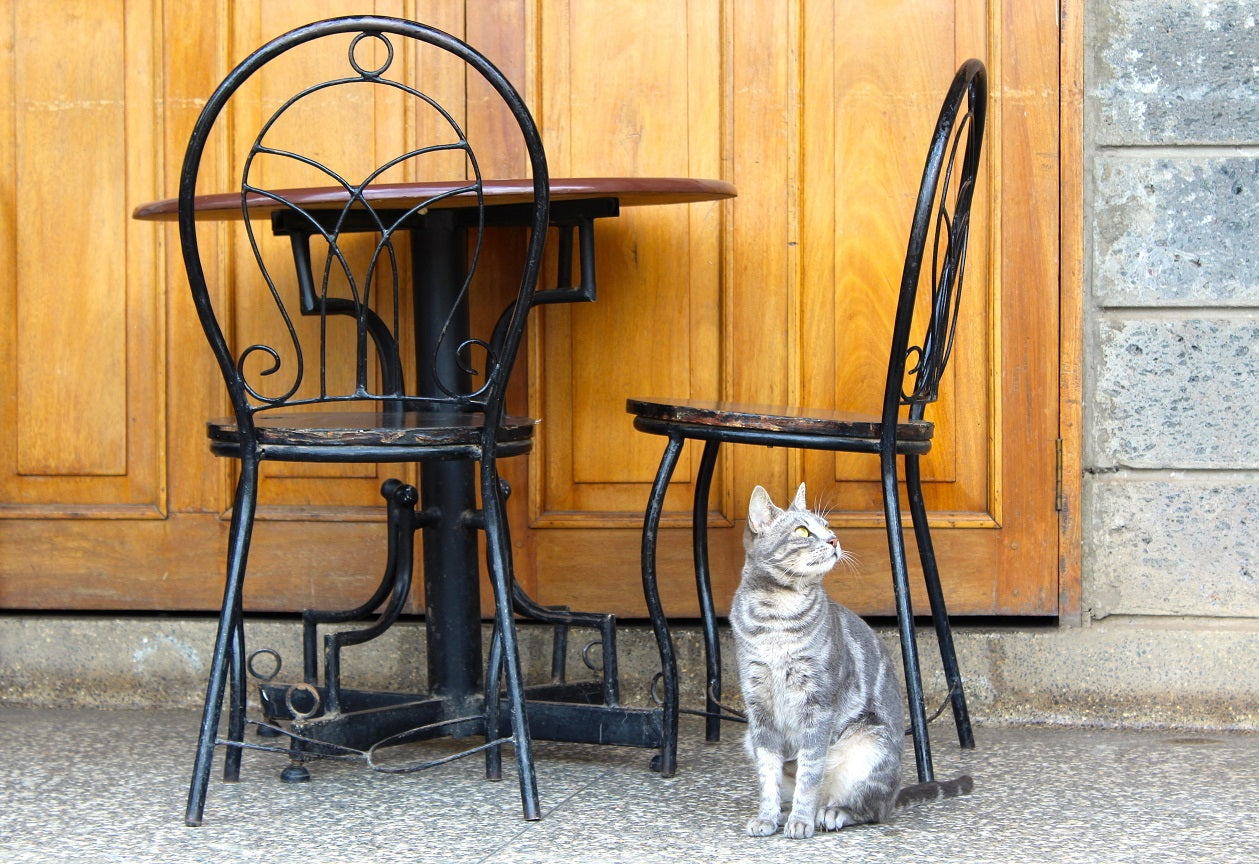 cat at an outdoor cafe
