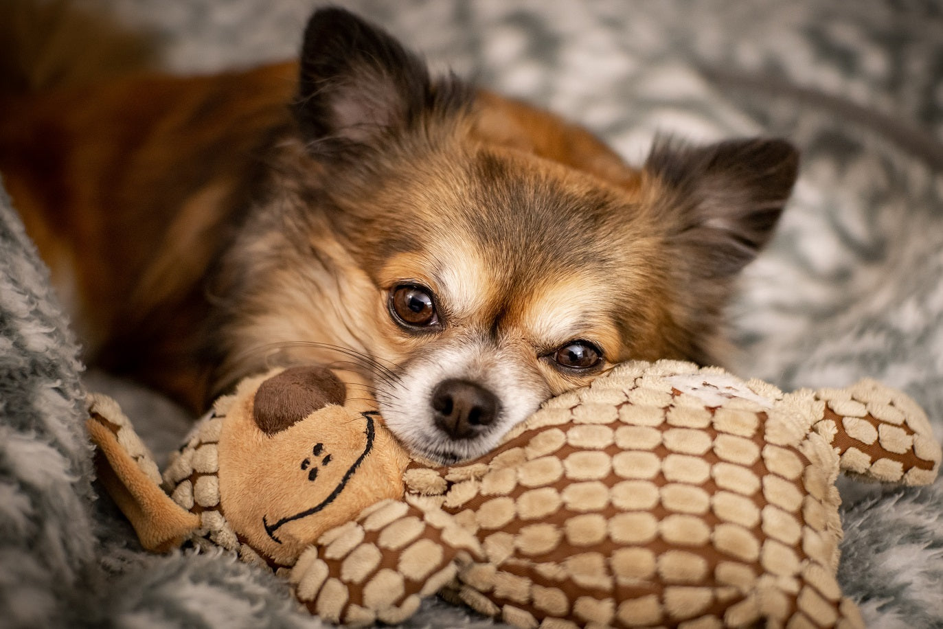 Small Dog with toy