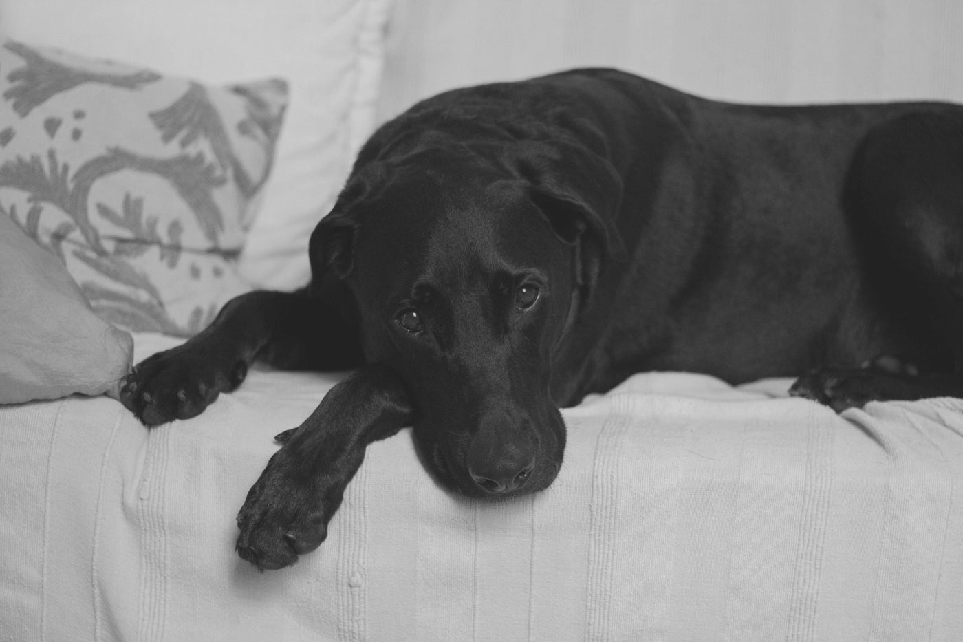 Can Dogs Get Depression? Understanding and Helping Your Furry Friend