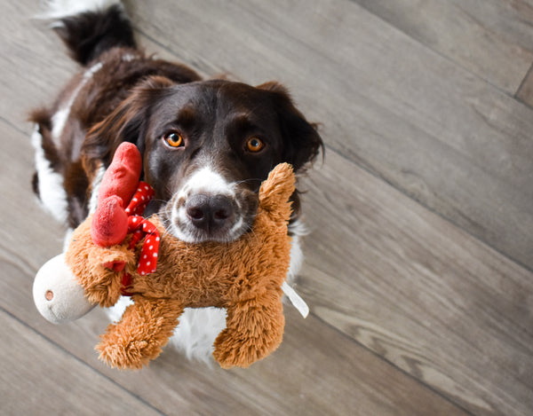 Dog chewing on toy, the buddy system