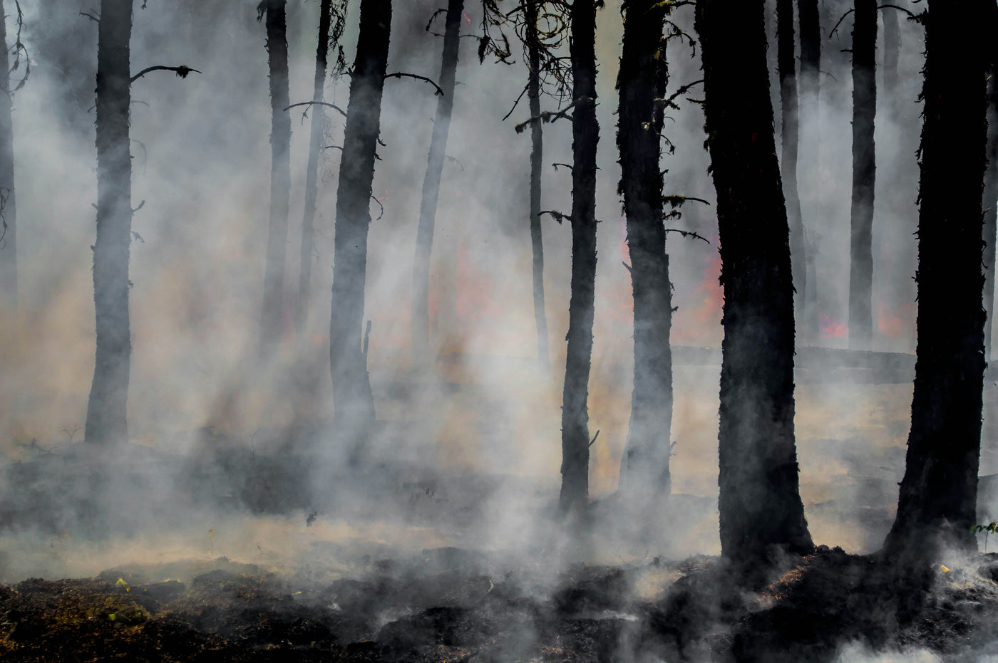 How to Prepare Your Dog for Natural Disasters: A Pet Owner’s Emergency Guide