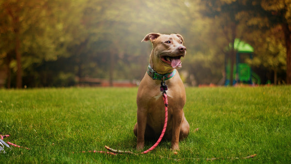 the buddy system hands free dog leash