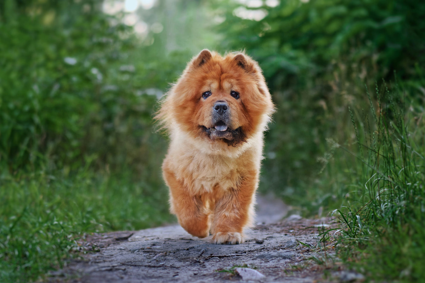 https://unsplash.com/photos/a-dog-that-is-walking-down-a-dirt-road-cv7Aes8qmb0?utm_content=creditShareLink&utm_medium=referral&utm_source=unsplash
