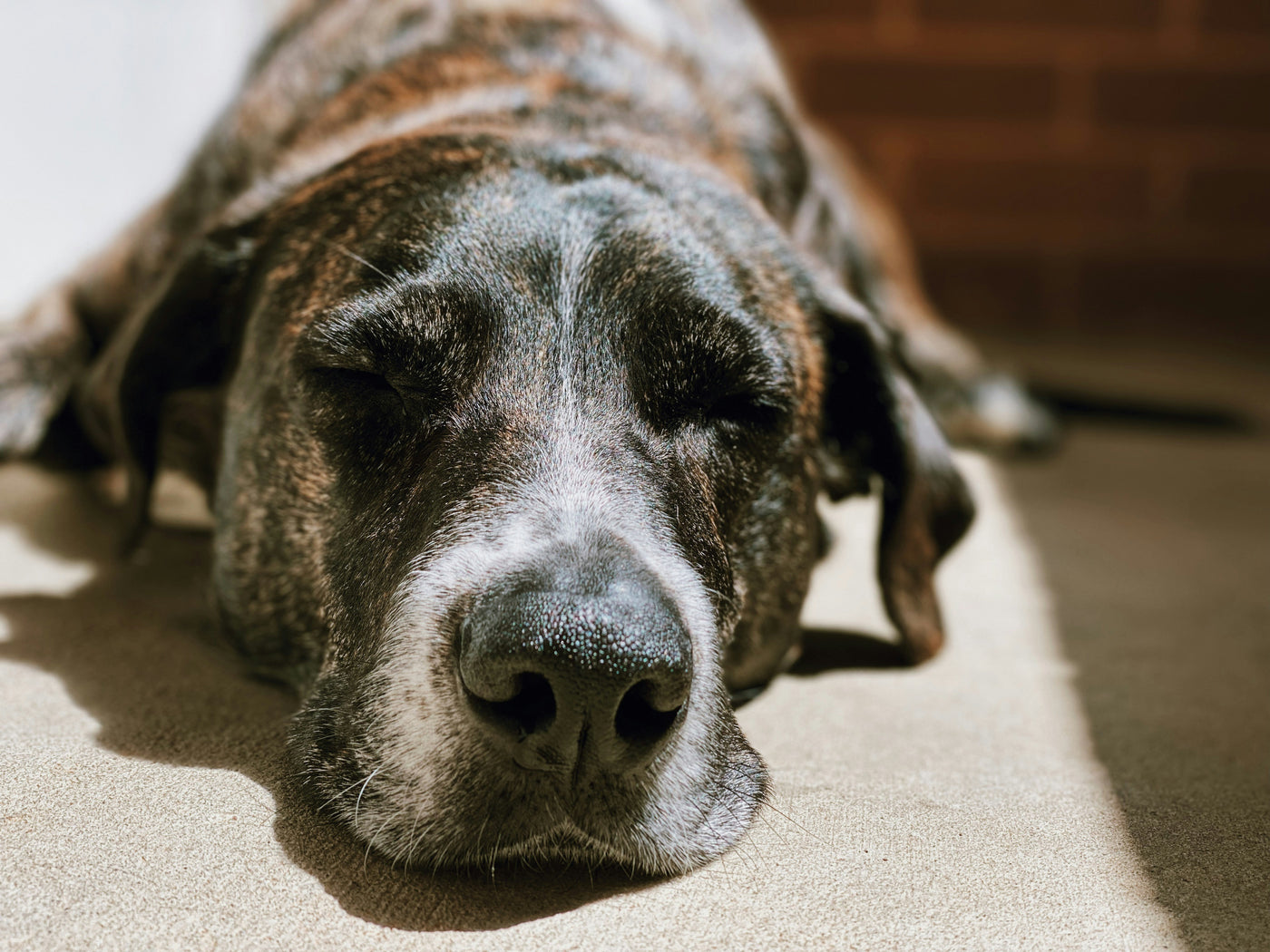 Helping Your Senior Adopted Dog Settle In: Essential Tips and Strategies