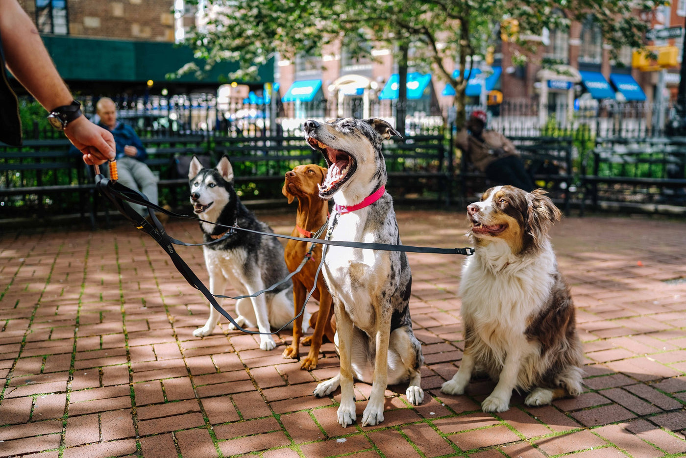 dog park in america