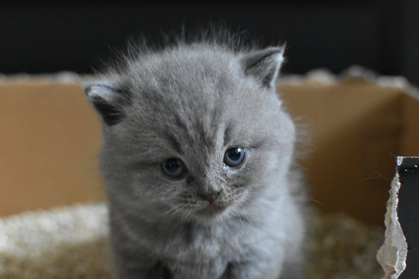 Why Your Cat Refuses to Use a Dirty Litter Box
