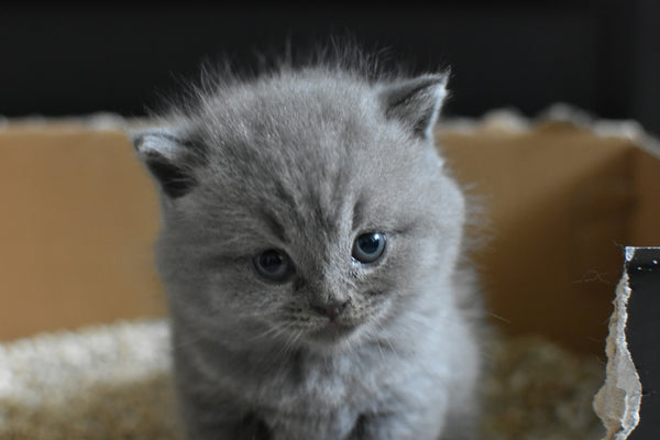 Why Your Cat Refuses to Use a Dirty Litter Box
