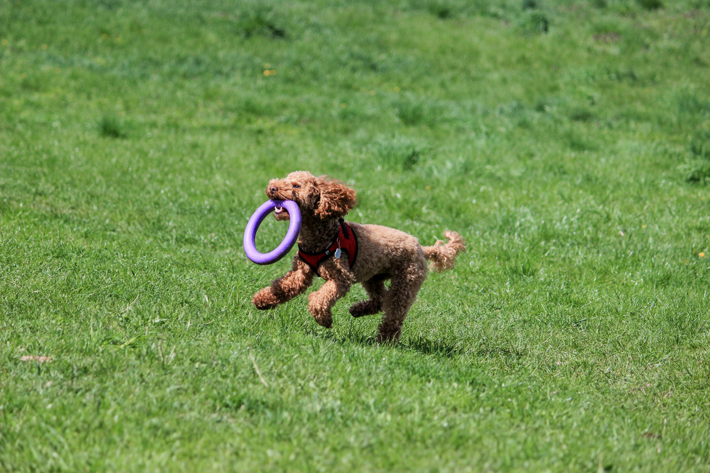 How to Play with Your Puppy: Safe and Fun Activities