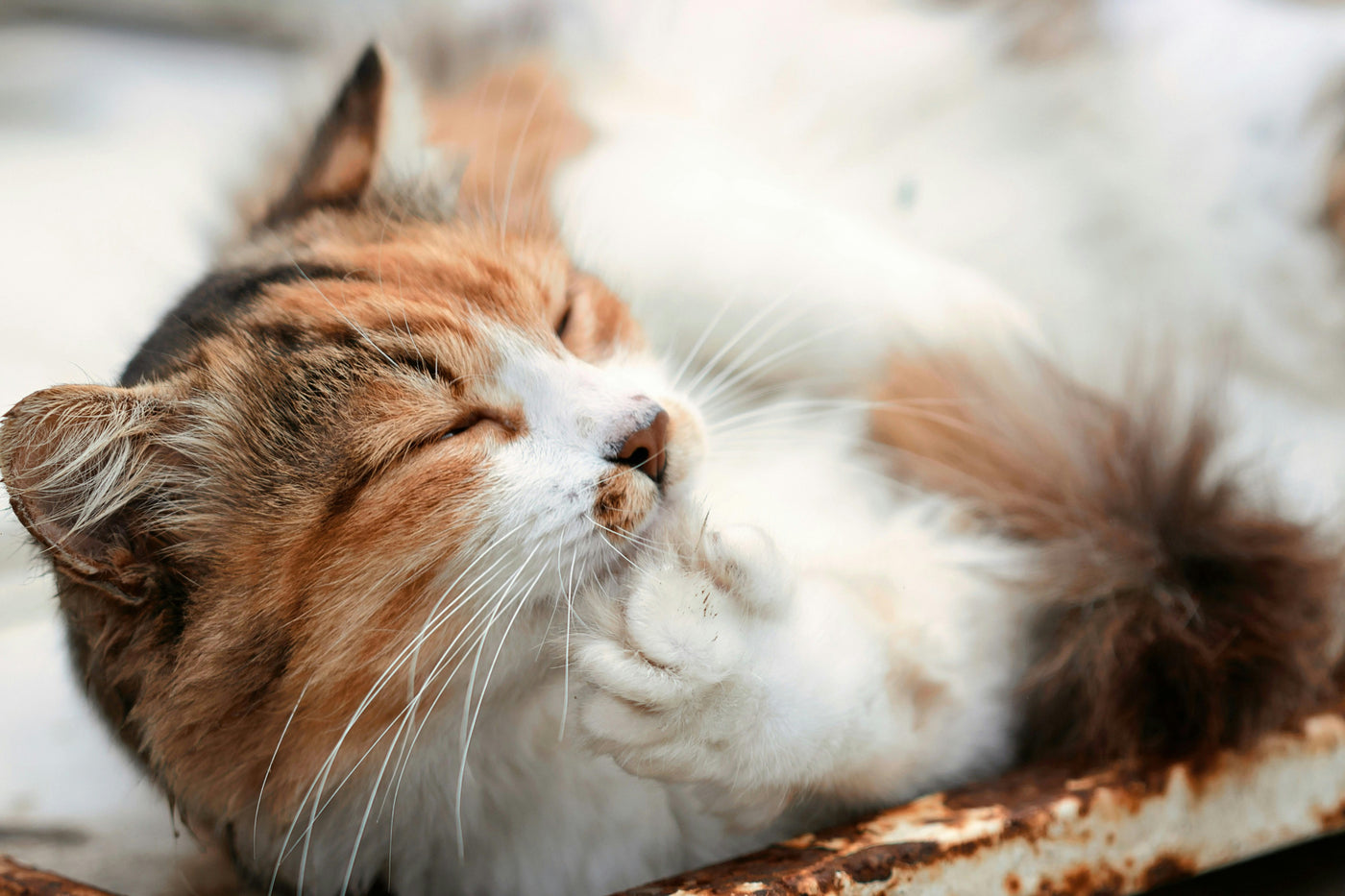 How to Brush a Cat That Hates to Be Brushed
