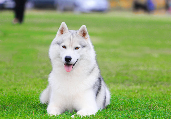 The Top 10 Most Beautiful Dog Breeds