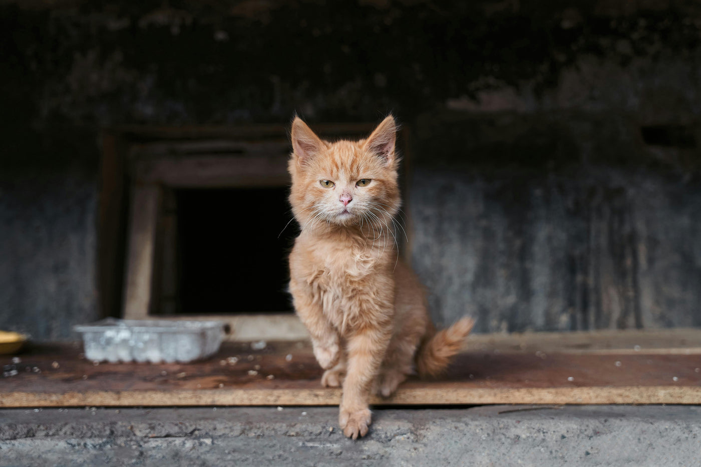 What to Do If a Stray Cat Suddenly Bites You