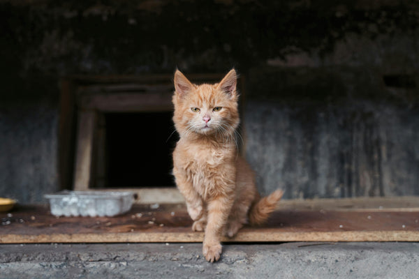 What to Do If a Stray Cat Suddenly Bites You