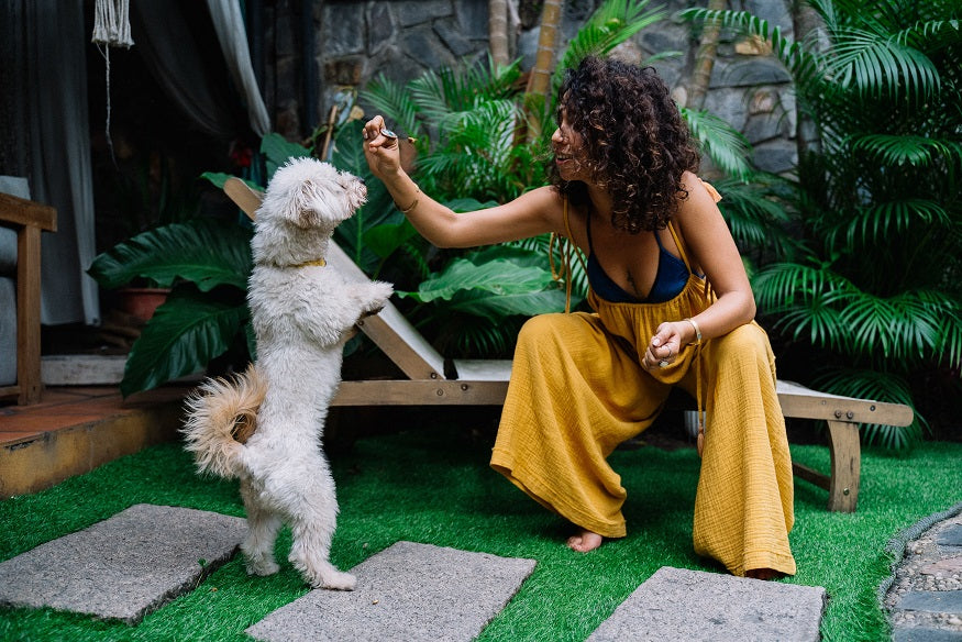 playing with dog, the buddy system