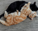 Introducing a New Cat to Your Home: What Science Says Actually Works