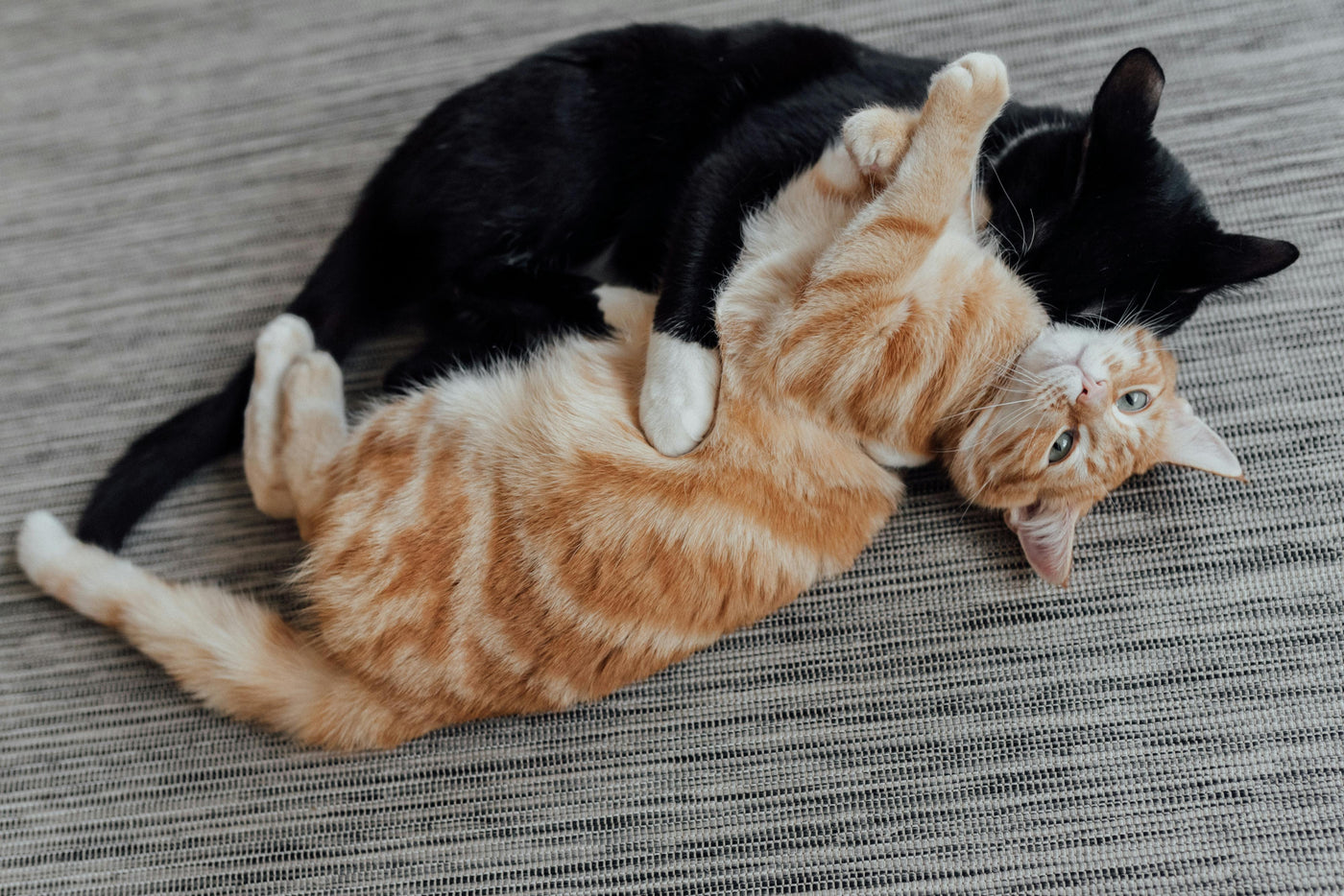 Introducing a New Cat to Your Home: What Science Says Actually Works