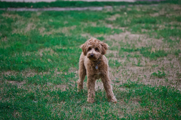 Which Dogs Are Hypoallergenic? A Comprehensive Guide