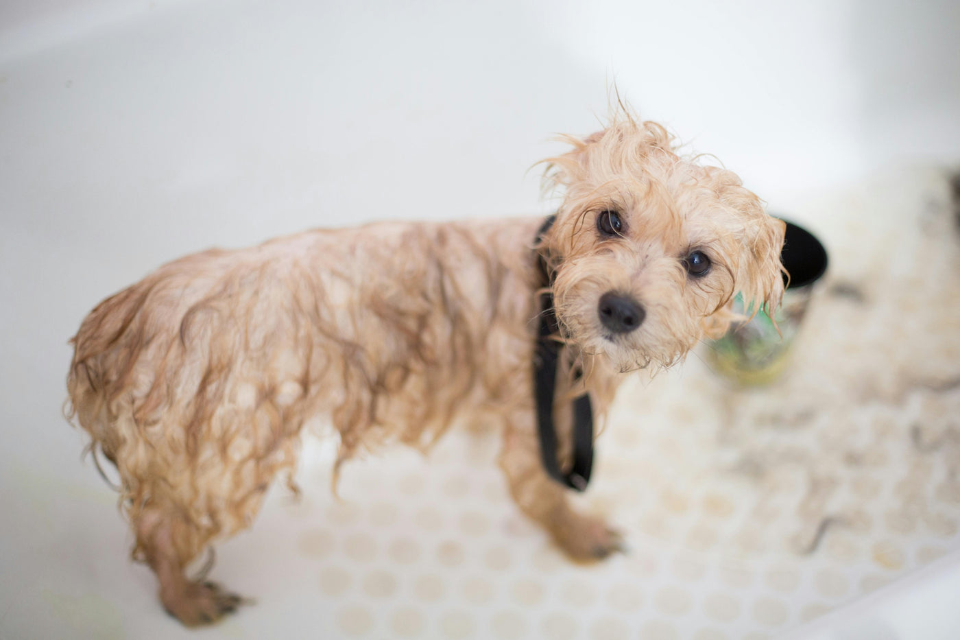 How Often Should Dogs Be Bathed? A Comprehensive Guide for Pet Owners