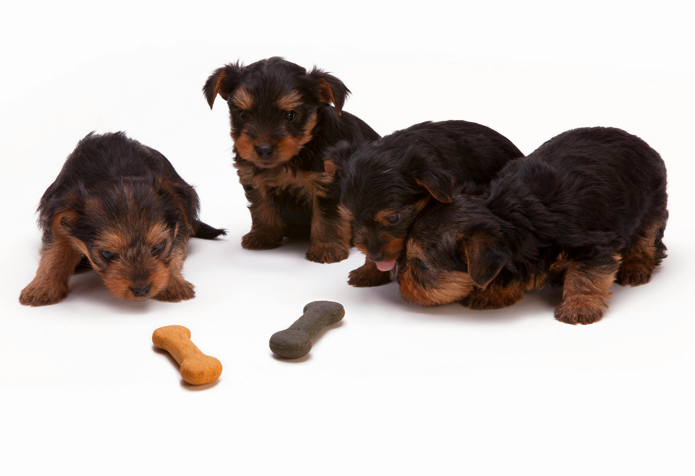 How to Use Dog Treats to Strengthen Your Bond