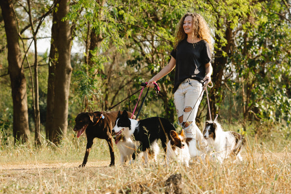 The Top 10 Most Friendly Dog Breeds: A Guide to Finding Your Perfect Companion