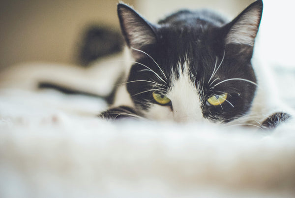Why Do Some Cat Behaviors Bother Us More Than Others?