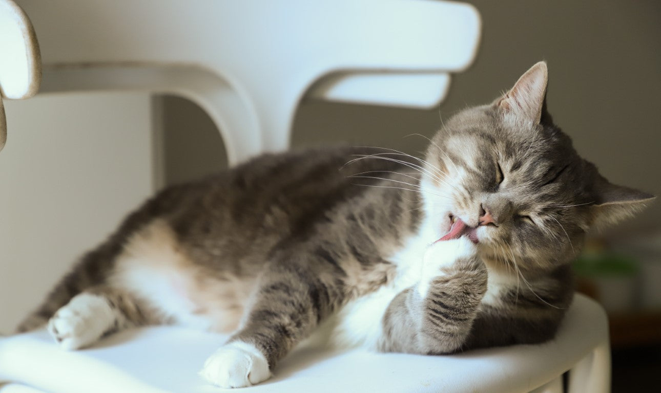 The Purr-fect Guide to Potty Training Your Cat