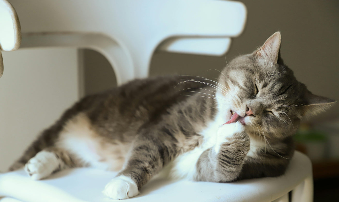 Choosing the Perfect Cat Brush: Comfort vs. Hair Removal Effectiveness