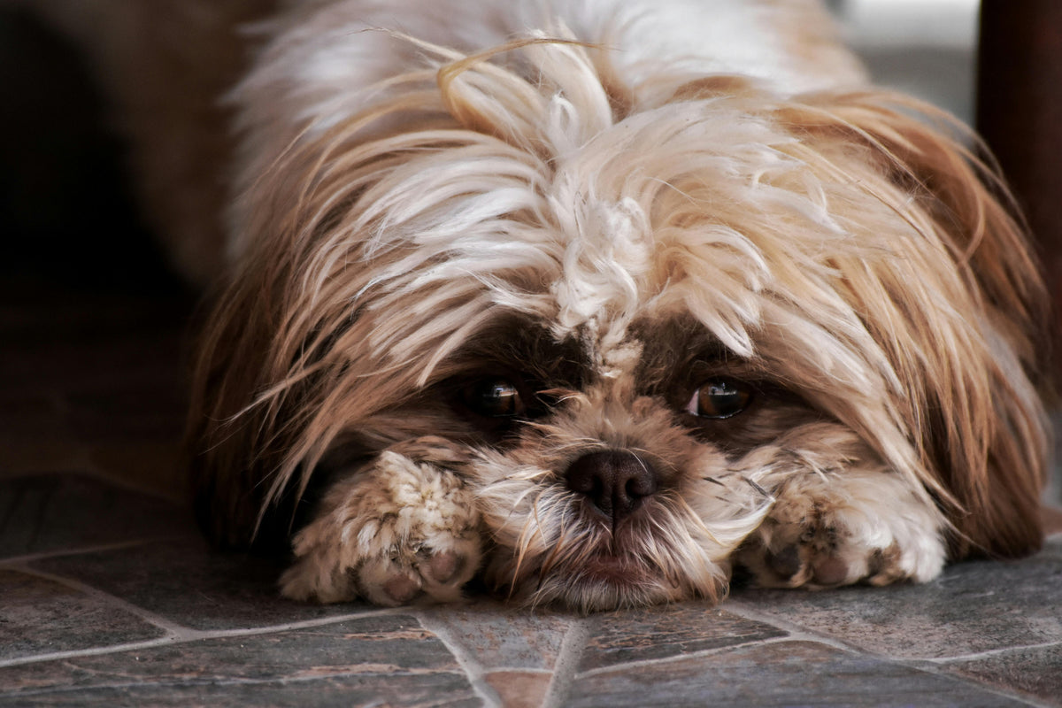 Do Pets Grieve? How Animals Mourn the Loss of Companions or Owners