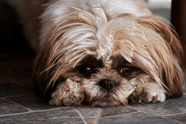 Do Pets Grieve? How Animals Mourn the Loss of Companions or Owners