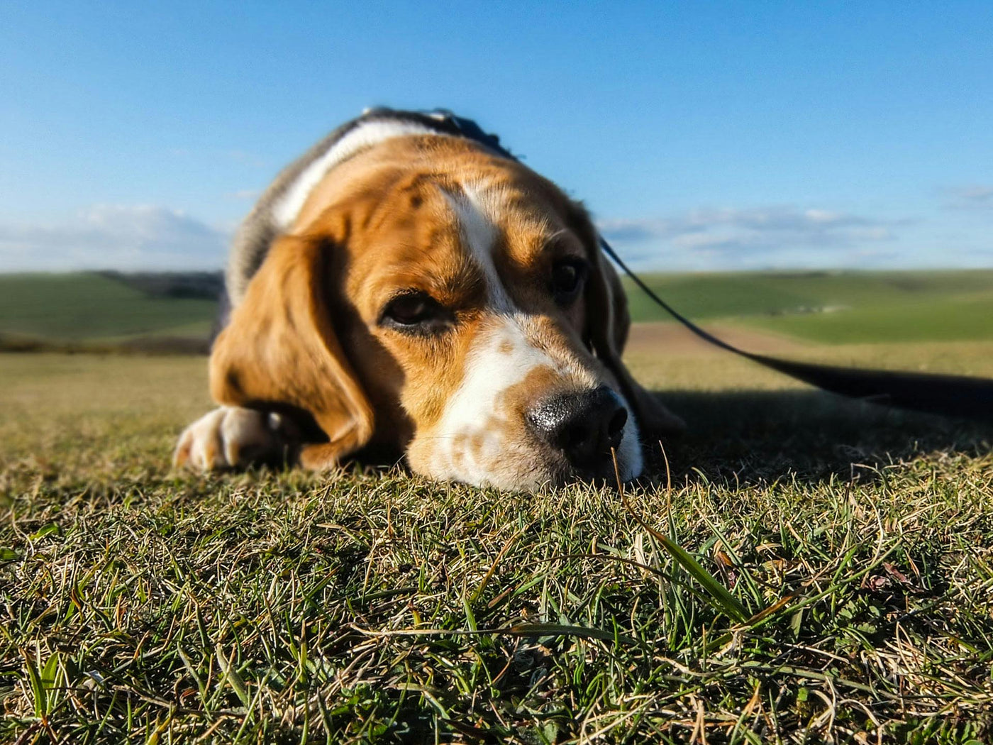 What to Do If You Regret Adopting a Pet? Here’s What You Can Do