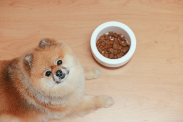 The Do's and Don'ts of Feeding Your Dog