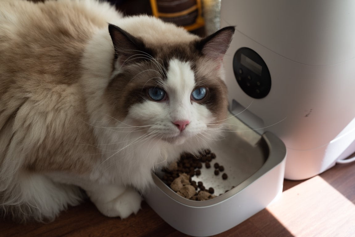 The Do's and Don'ts of Feeding Your Cat