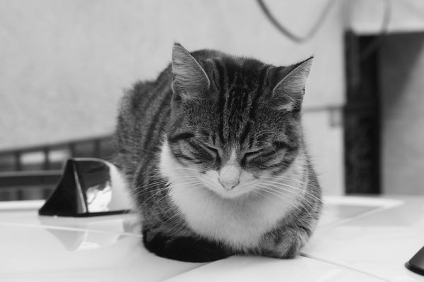 Potty Training Your Cat: Tips and Techniques for a Cleaner Home