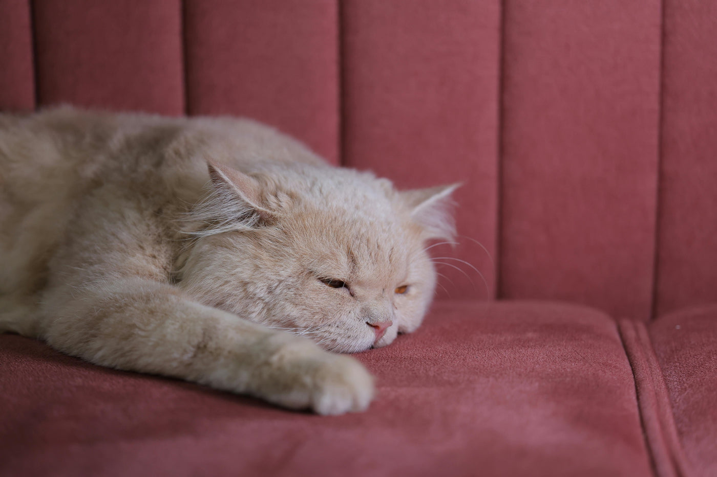 Can Owning a Cat Help Someone with Depression? Exploring the Emotional Benefits and Challenges