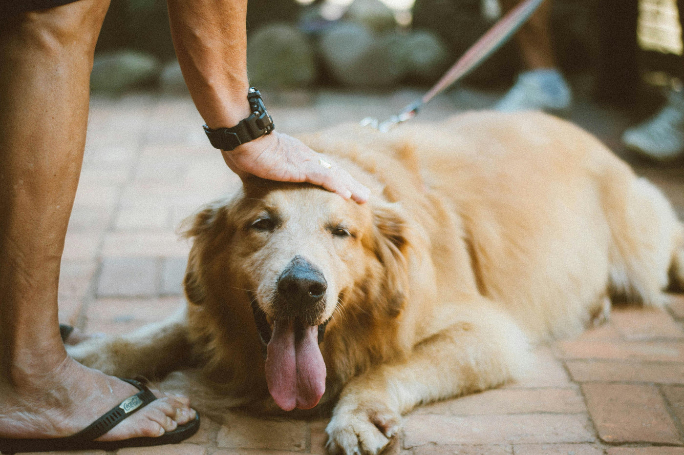 Do Dogs Really Want to Be Touched? A Look into How Therapy Dogs Feel About Human Interaction