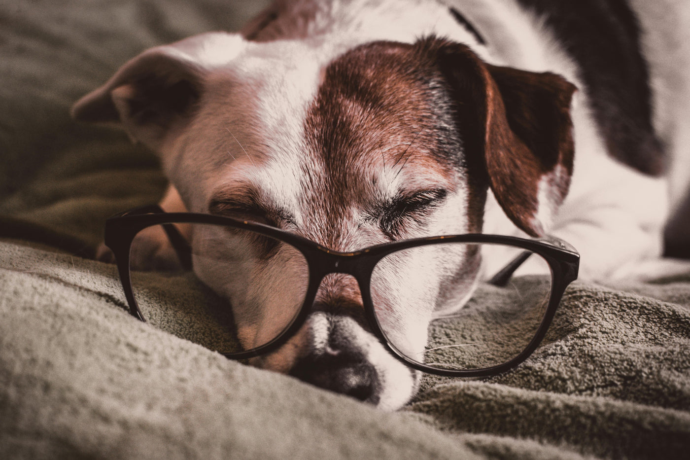 How to Entertain and Enrich the Life of Your Senior Dog