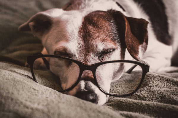 How to Entertain and Enrich the Life of Your Senior Dog