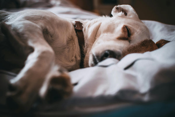 Do Dogs Dream? What Happens When Your Dog Sleeps