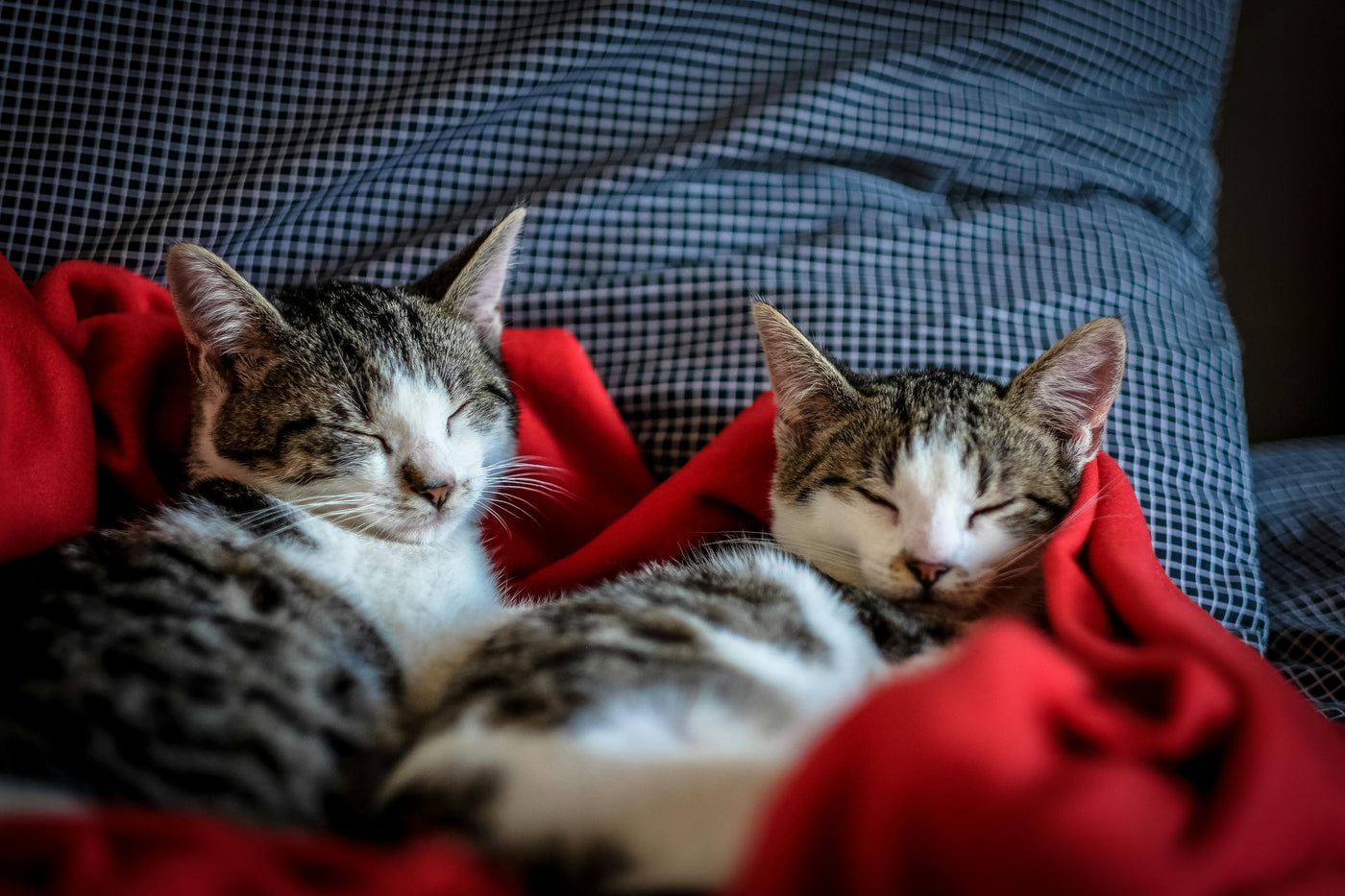 One Kitten or Two? Making the Best Choice for Your Feline