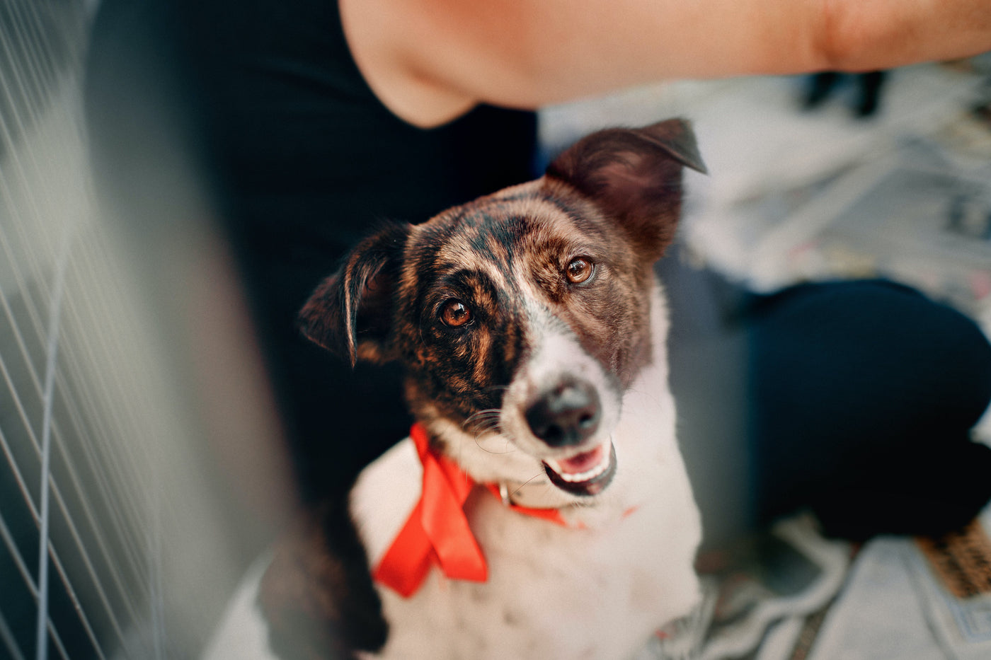 Preparing Your Home for a Rescue Dog: A Comprehensive Guide